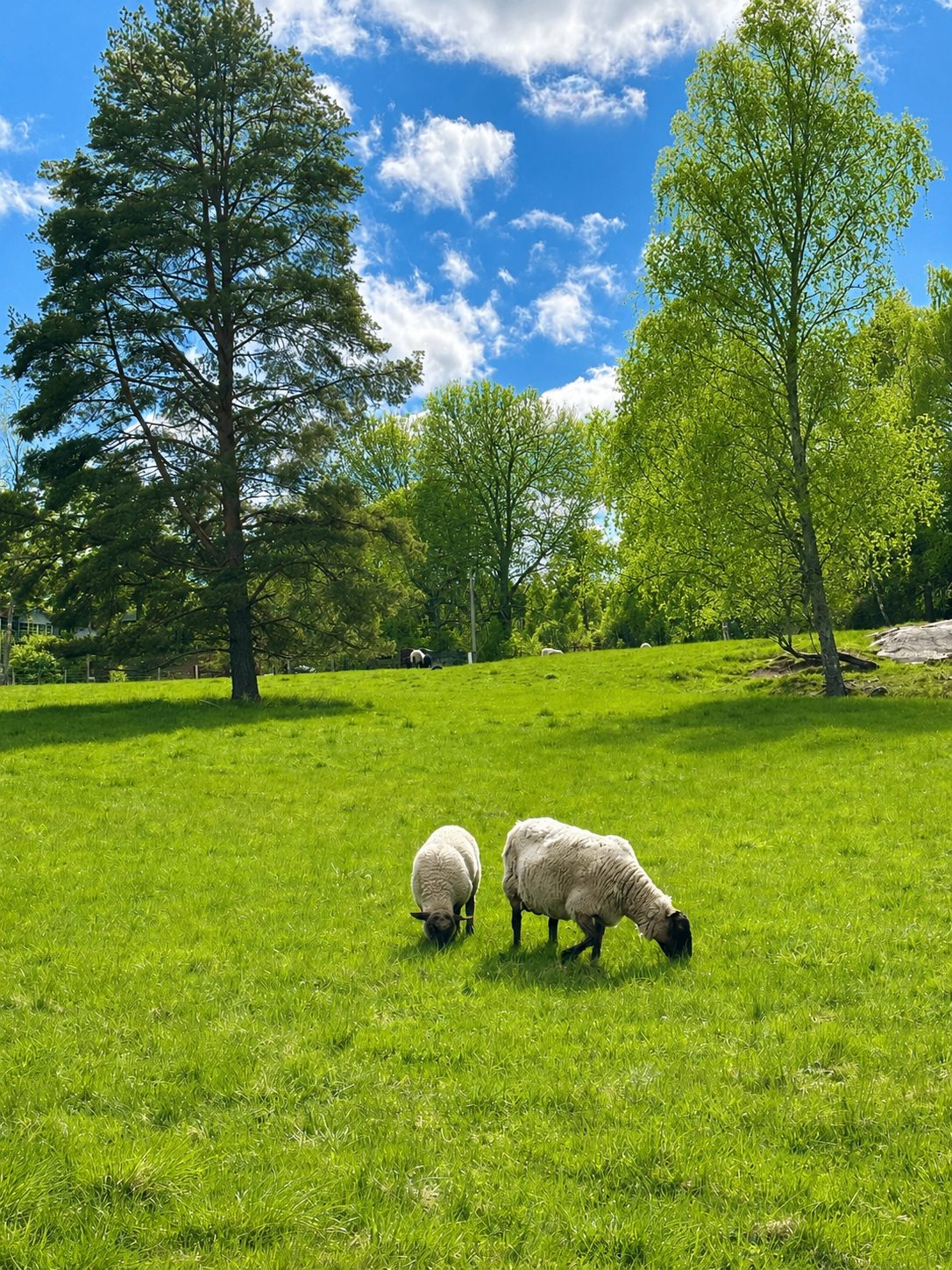 Får som betar på äng intill skogsbrynet